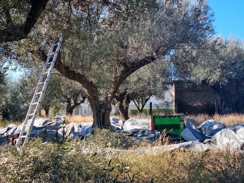 A ladder and green harvesting machine are set up under olive trees for picking