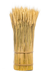 Braided wheat sheaf, isolated on a white background.