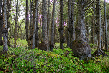 Burls, growths and epiphytes on conifer trunks in a damp forest in Olympic National Park