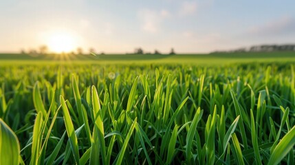 Fototapeta premium Sunlit Meadow of Serenity, a vibrant expanse of lush green grass, inviting tranquility and peace, bathed in warm sunlight, ideal for relaxation and reflection.
