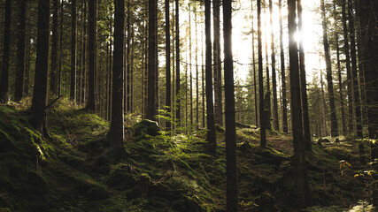 The sun is brightly shining through the trees in the lush forest