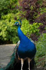 Elegant male peacock with fanned train to attract female, courtship display