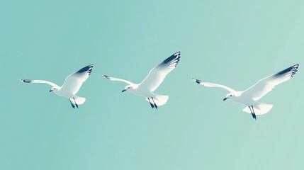 Obraz premium Three seagulls flying in formation against a blue sky.