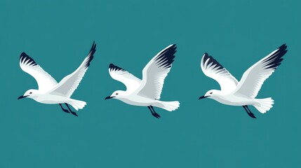 Obraz premium Three white seagulls in flight, with black wing tips, against a teal background.