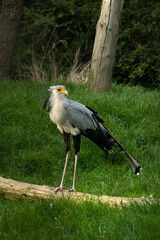 Portrait of a Sagittarius messenger bird, also known as a serpent, close-up profile