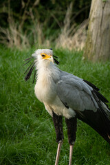 Portrait of a Sagittarius messenger bird, also known as a serpent, close-up profile