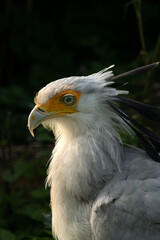 Portrait of a Sagittarius messenger bird, also known as a serpent, close-up profile