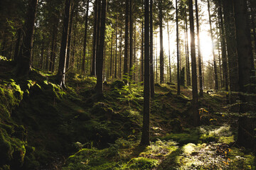 The bright sun is shining beautifully through the tall trees in the forest