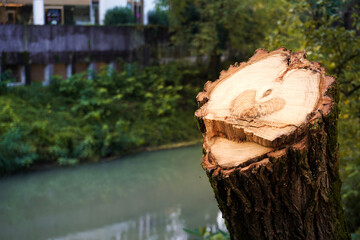 A cut trunk of a tree shows a naturally engraved heart at the center of the lodge. There is a river in the background. Love and care for the environment conceptual image. Valentine's card. 