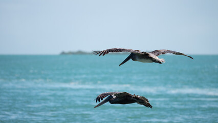 Two seagulls flying in the sky