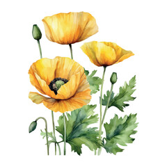 Obraz premium Red, yellow poppy flower watercolor illustration vector. Meadow wild blossom set, field blooming plants clip art. Green buds and leaves
