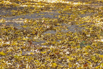Suelo cubierto por hojas amarillas de otoño