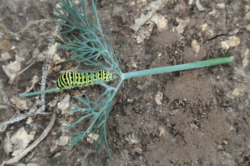 A light green caterpillar with black stripes and red spots on a dill branch. A bright striped caterpillar eats dill.