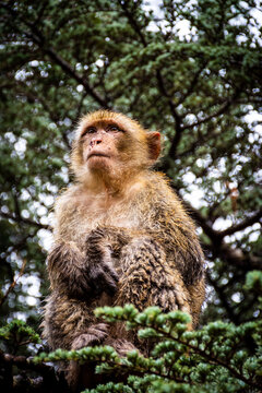 Low-angle view of a macaque sitting on a tree in Tikjda, Algeria.