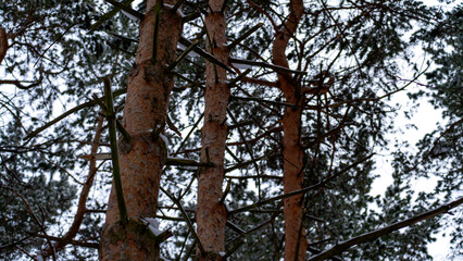 A forest with three trees in the foreground. The trees are bare and have no leaves, giving the impression of a cold and desolate winter landscape