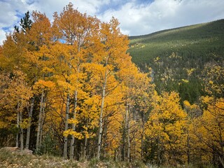 autumn in the forest