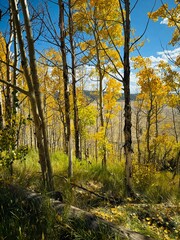 Obraz premium autumn in the woods