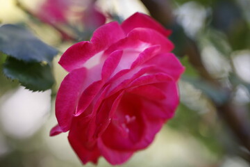 Obraz premium pink rose bud