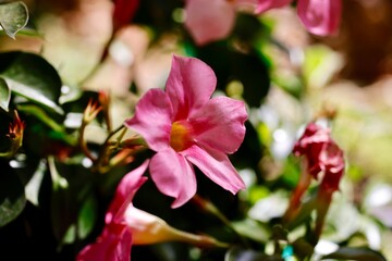 pink orchid flower