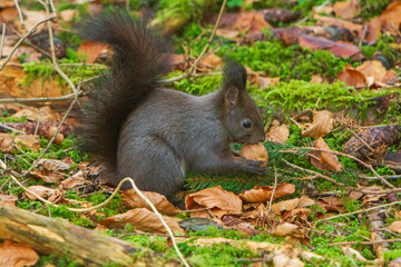 Eichhörnchen - niedlich - Nuss - Allgäu