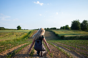 Fototapeta premium Harvesting Potatoes in a Beautiful, Sunlit Field Within the Serene Countryside Environment