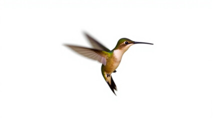 hummingbird in flight