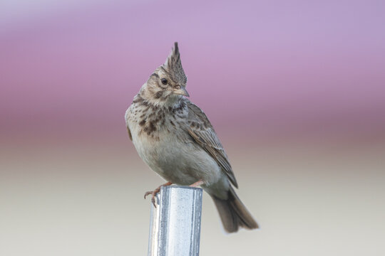 Crested lark (Galerida cristata) - Haubenlerche 