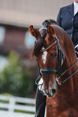 Horse riding class. Show ring on equestrian. Beautiful mane. Vertical portrait of a beautiful bay...