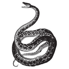 Obraz premium snake isolated on white