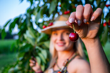 Cherry Picking Under the Bright and Warm Summer Sunshine, an Enjoyable Outdoor Experience