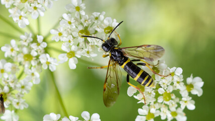 Shiny-headed sawfly - Tenthredo amoena