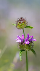 Wild basil - Clinopodium vulgare