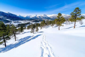 An ice storm in a winter wonderland. A pine tree forest in Georgia during a snowstorm has the feel of Christmas.