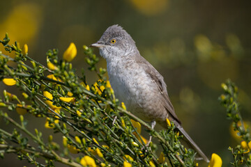 Barred warbler (Sylvia nisoria) - Sperbergrasmücke
