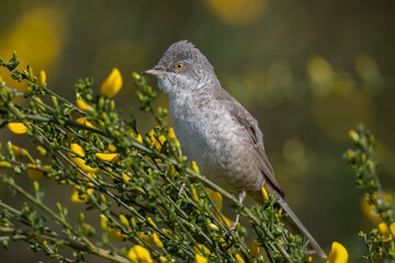 Barred warbler (Sylvia nisoria) - Sperbergrasmücke