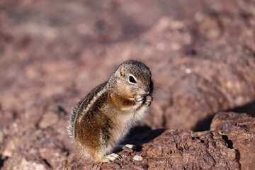 Chipmunk Searching for food in the rocks