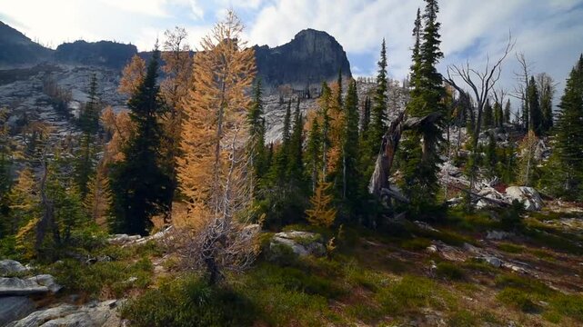 Orange Larches In Mountains