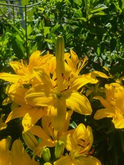 Lilies bloom in the garden
