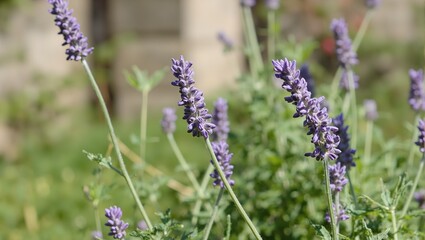 Fototapeta premium Lavender plant with budding purple flowers in the morning sun