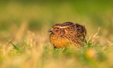 Common Quail (Coturnix coturnix) is a bird that lives in agricultural areas and pastures. It is a common species in Turkey.