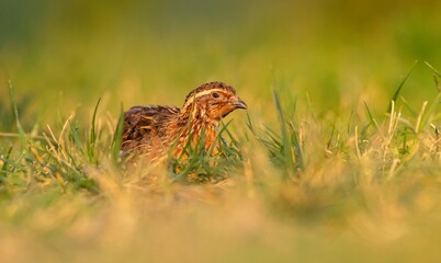 Common Quail (Coturnix coturnix) is a bird that lives in agricultural areas and pastures. It is a common species in Turkey.