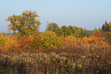 Autumn Meadow with Wildflowers and Trees in Vibrant Colors
