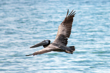 Brown pelican