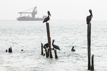 Brown pelicans