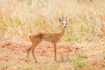 Oribi antelope