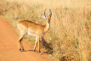 Bohor reedbuck