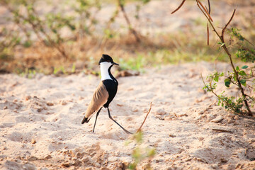 Spur-winged lapwing