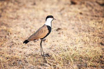 Spur-winged lapwing