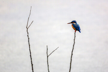 Common kingfisher