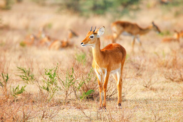 Oribi antelope